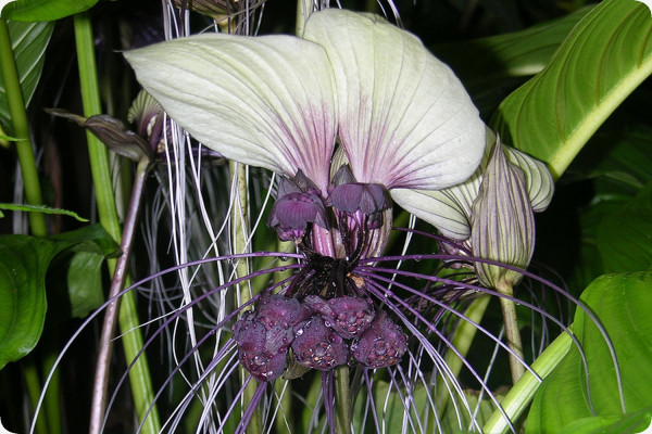 Nepalese Giant Bat Flower
