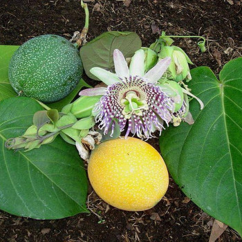 Sweet Granadilla