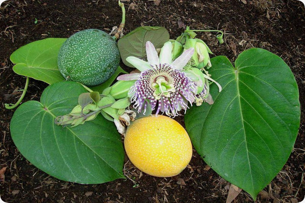 Sweet Granadilla