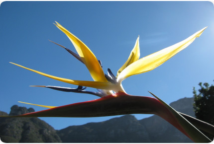 Gelbe Strelitzie - Mandelas Gold