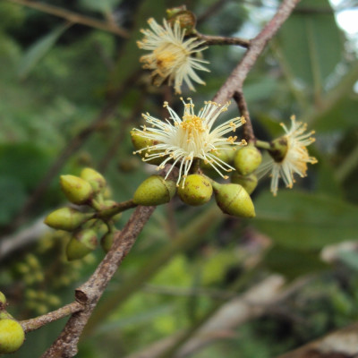 Roter Fluss - Eucalyptus