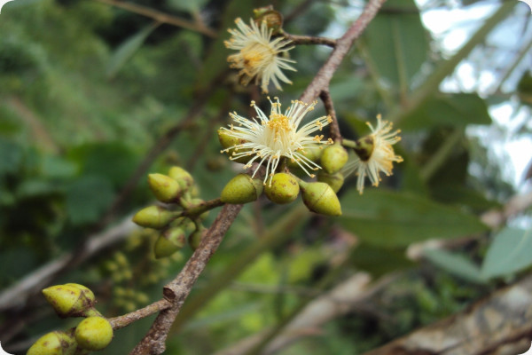 Roter Fluss - Eucalyptus