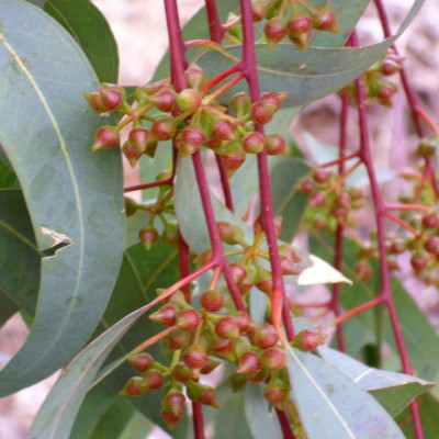 Roter Fluss - Eucalyptus