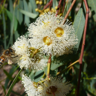 Roter Fluss - Eucalyptus