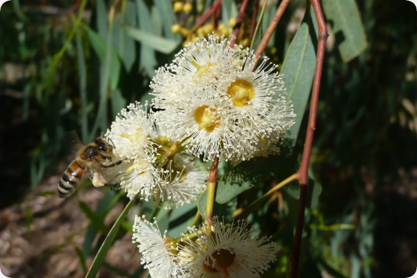 Roter Fluss - Eucalyptus