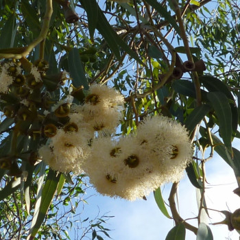 Red River - Eucalyptus