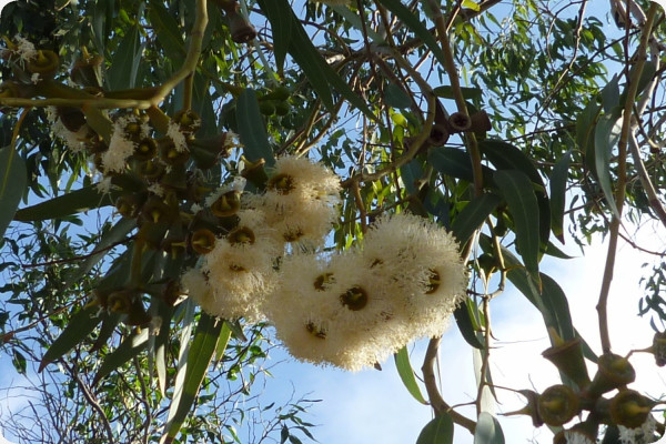 Roter Fluss - Eucalyptus