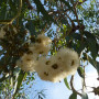 Roter Fluss - Eucalyptus