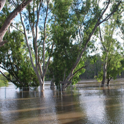 Roter Fluss - Eucalyptus