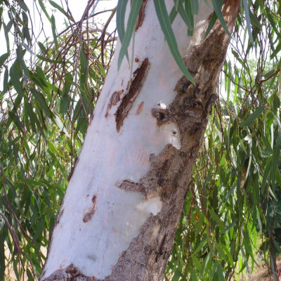 Roter Fluss - Eucalyptus