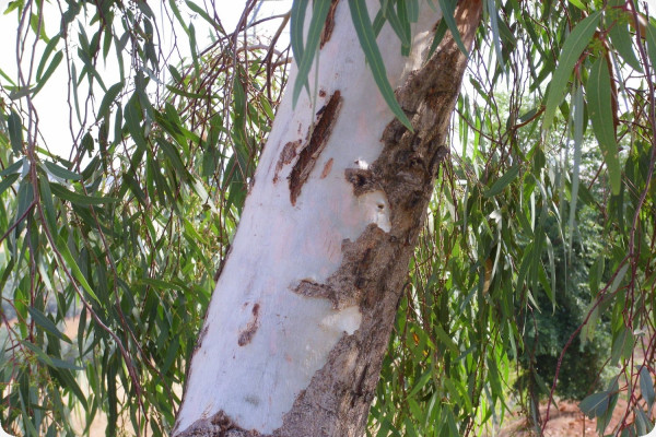 Roter Fluss - Eucalyptus
