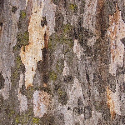 Roter Fluss - Eucalyptus