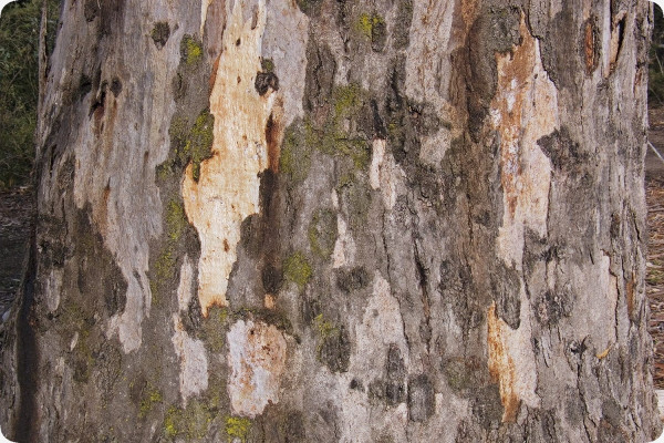 Roter Fluss - Eucalyptus