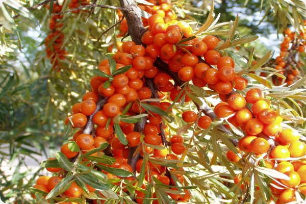 Sea buckthorn