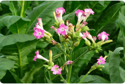 Echter Virginischer Tabak