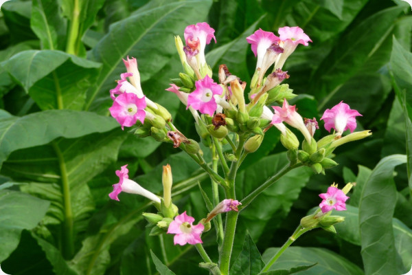 Genuine Virginia Tobacco