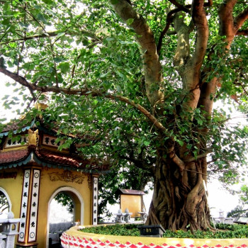 Buddha-Feige / Bodhi-Baum