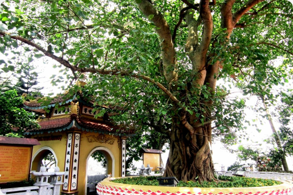 Buddha-Feige / Bodhi-Baum