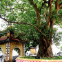 Buddha-Feige / Bodhi-Baum