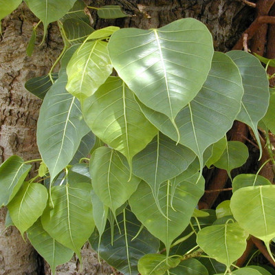 Buddha-Feige / Bodhi-Baum
