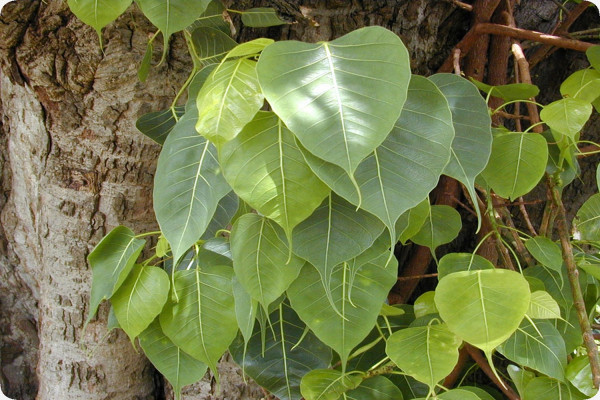 Buddha-Feige / Bodhi-Baum