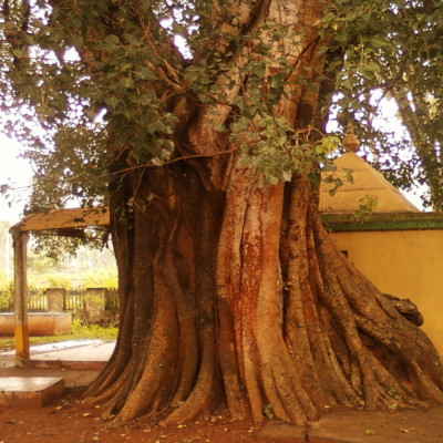 Buddha-Feige / Bodhi-Baum