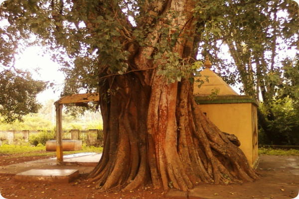 Buddha-Feige / Bodhi-Baum