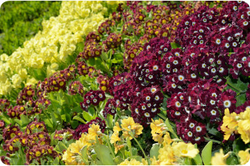 Garden Aurrice - Mélanger