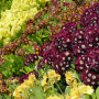 Garden auricula - Mix