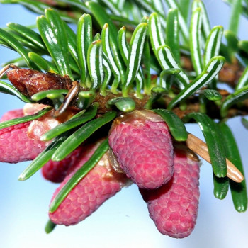 Nordmann fir