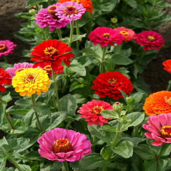 Zinnias - Mix