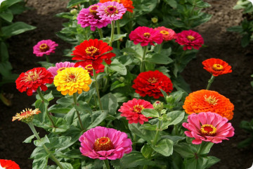 Zinnien - Mix