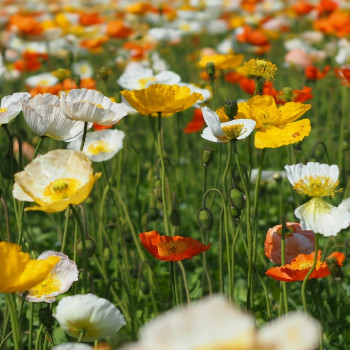 Islandmohn - Mix