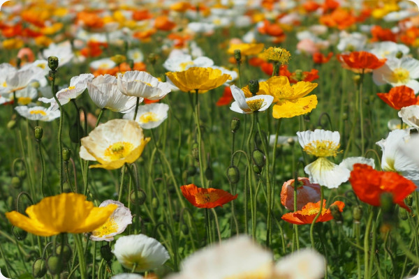 Islandmohn - Mix