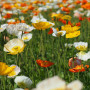 Iceland poppy mix