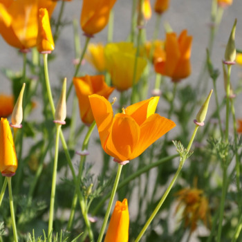 Kalifornischer Mohn - Mix