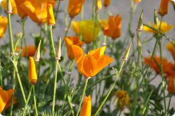Graines de pavot californien - Mélanger