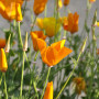 California poppy mix