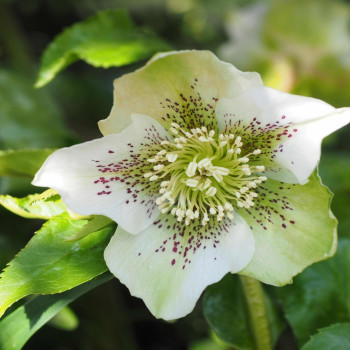 Weisse Christrose