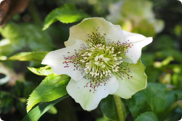 Weisse Christrose