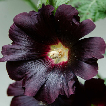 Stockrose - Schwarz
