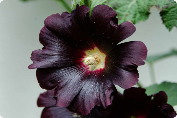 Stockrose - Schwarz