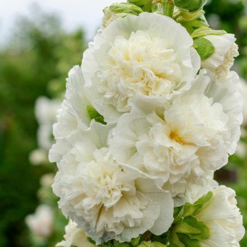 Stockrose - Weiss