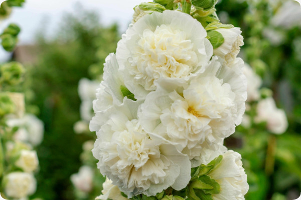 Stockrose - Weiss
