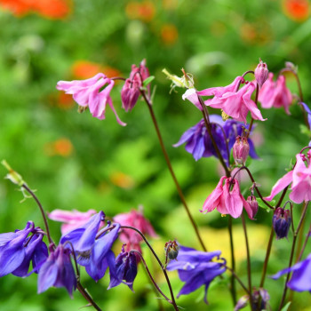 Columbine - Mix