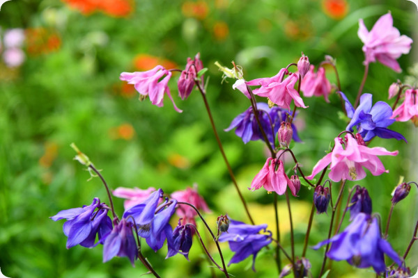 Columbine - Mix