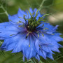 Love-in-a-mist
