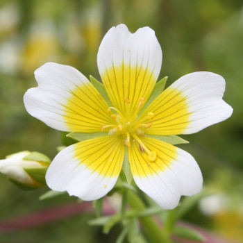 Spiegeleiblume
