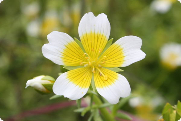 Spiegeleiblume