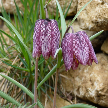 Schachbrettblume